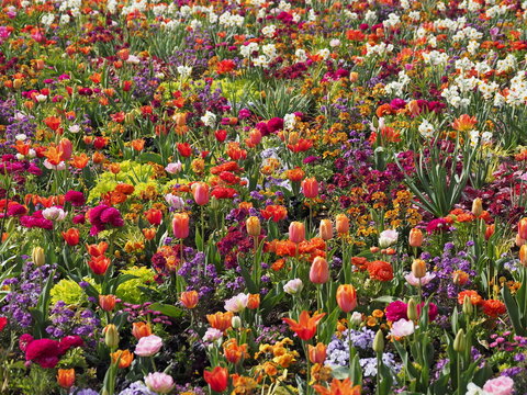 Wundersch&ouml;nes Blumenbeet