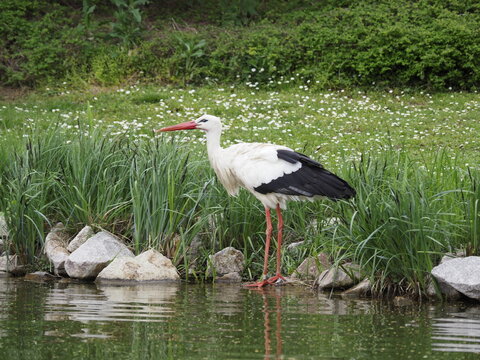 Storch am See