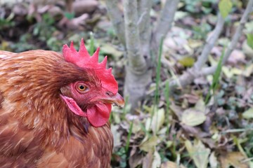 POULE MARRON EN PLAN RAPPROCHE