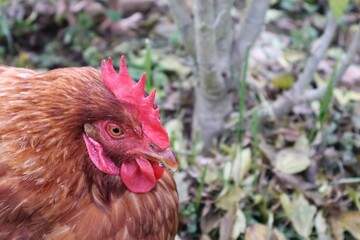 POULE MARRON EN PLAN RAPPROCHE