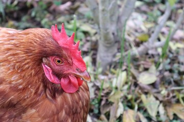 POULE MARRON EN PLAN RAPPROCHE