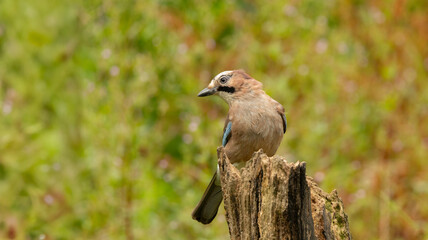 Eurasian Jay Garrulus glandarius on a wooden perch