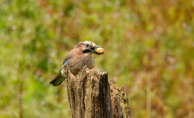 Eurasian Jay Garrulus glandarius holding a ripe acorn in it's bill,  sitting on a  on a wooden perch