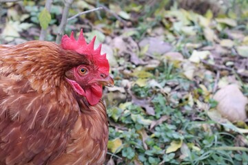 POULE MARRON EN PLAN RAPPROCHE