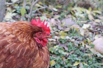 POULE MARRON EN PLAN RAPPROCHE