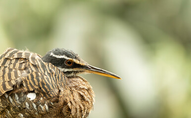 The face of Sunbittern Eurypyga helias bird