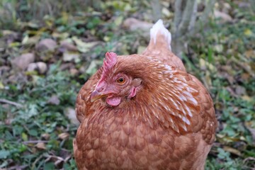 POULE MARRON EN PLAN RAPPROCHE