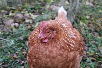 POULE MARRON EN PLAN RAPPROCHE