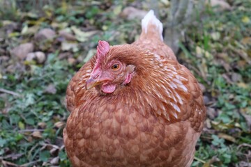 POULE MARRON EN PLAN RAPPROCHE