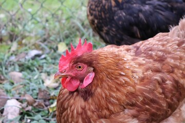 POULE MARRON EN PLAN RAPPROCHE