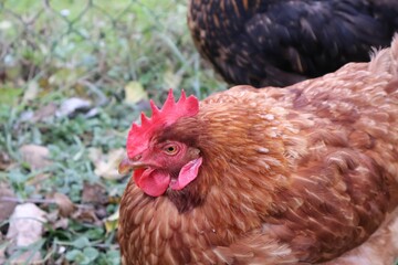 POULE MARRON EN PLAN RAPPROCHE