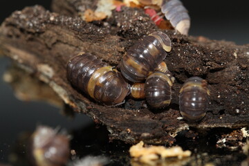 isopods woodlouse pill bugs cubaris R13 ugly ducky
