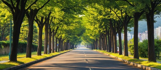 Obraz premium Serene Tree-Lined Avenue: A Picturesque Urban Landscape