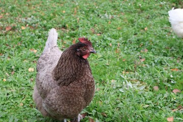 POULE GRISE
