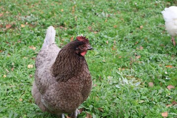 POULE GRISE