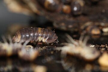 isopods woodlouse pill bugs cubaris R13 ugly ducky
