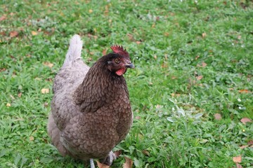 POULE GRISE