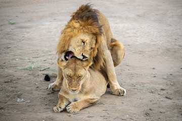 Naklejka premium Simiyu is an administrative region of Tanzania. It was created in March 2012, being until then part of the Shinyanga Region. Its capital is the city of Bariadi.