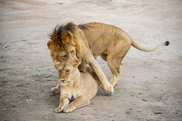 Obraz premium Simiyu is an administrative region of Tanzania. It was created in March 2012, being until then part of the Shinyanga Region. Its capital is the city of Bariadi.