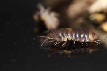 isopods woodlouse pill bugs cubaris R13 ugly ducky
