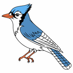 Fototapeta premium Blue Jay Bird Isolated on White Background. Vector Illustration