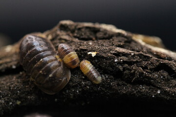 isopods woodlouse pill bugs cubaris R13 ugly ducky
