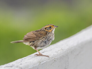 Close up of a perched, young, immature Saltmarsh Sparrow. 
