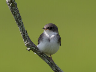 Close up of an immature Tree Swallow perched on a bare branch.