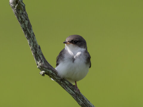 Close up of an immature Tree Swallow perched on a bare branch.