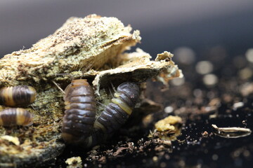 isopods woodlouse pill bugs cubaris R13 ugly ducky
