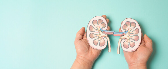 Kidney organ disease, world kidney day, impaired  function, health problems, kidneys failure,...