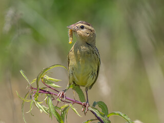 Close up of a female Bobolink perched of the top of a plant stalk and with a caterpillar in its beak.