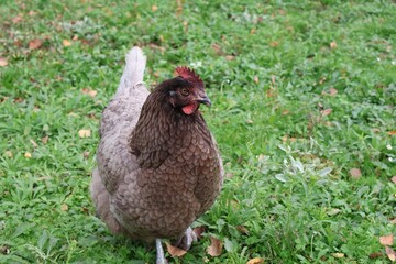 POULE GRISE