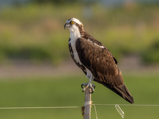 Osprey perched on a narrow post.