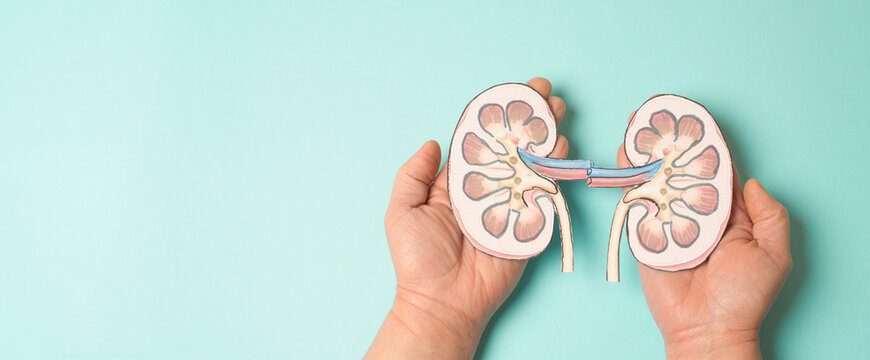 Kidney organ disease, world kidney day, impaired  function, health problems, kidneys failure, dialysis and transplantation, medical issue 