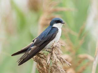 Close up of a Tree Swallow perched on the seed head of some reeds.