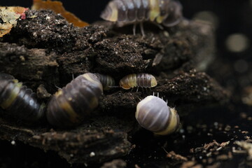 isopods woodlouse pill bugs cubaris R13 ugly ducky
