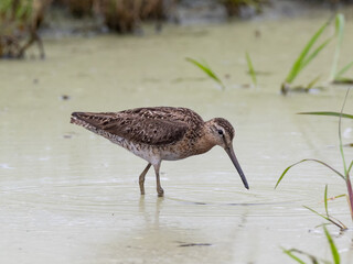 Adult Short-billed Dowitcher in worn alternate, summer plumage actively feeding.