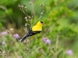 Adult Alternate, summer plumage American Goldfinch perched on stalk of a thistle seed head.