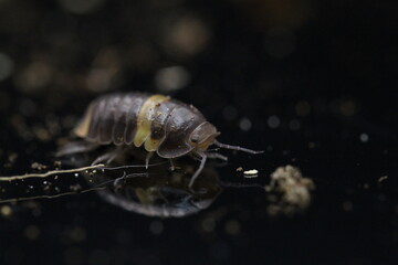 isopods woodlouse pill bugs cubaris R13 ugly ducky
