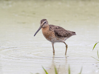 Adult Short-billed Dowitcher in worn alternate, summer plumage actively feeding.