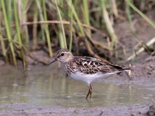 Adult Least Sandpiper in worn alternate, summer plumage