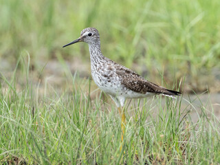 Close up of a Lesser Yellowlegs in alternate, summer plumage feeding in the grass.