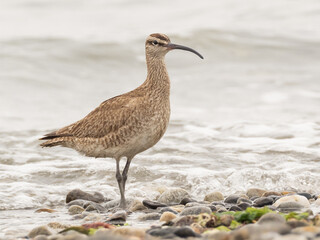 Hudsonian Whimbrel standing on the shore