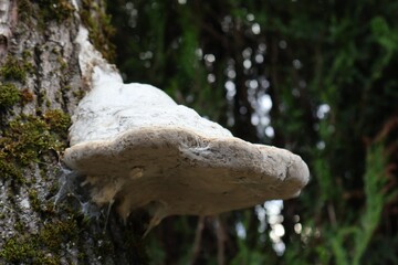CHAMPIGNON BLANC SUR UN ARBRE