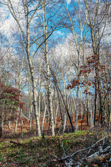 afternoon  in the woods of the quabbin  reservoir