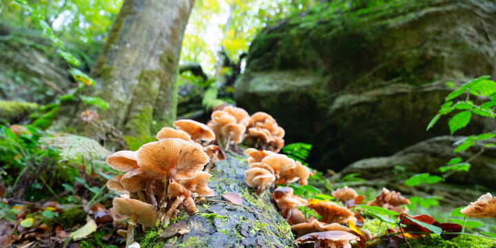 Lung oyster mushroom growing on a moss covered tree trunk, Pleurotus pulmonarius in autumn forest
