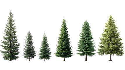 Different types of pine trees, white isolate background