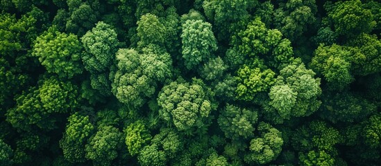 Naklejka premium Aerial View of a Lush Forest Canopy