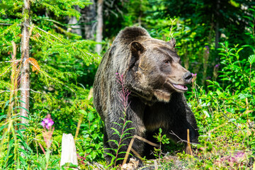 brown bear in forest